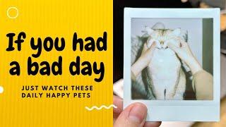 If you had a bad day, just watch these daily happy pets | Day 2