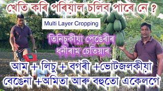 ভোটজলকীয়া+আম+লিচু+বগৰী+বেঙেনা+অমিতা খেতি একেলগে॥Dhaniram chetia II Multi Layer Cropping in Assam