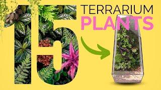 15 Best Plants for Closed Terrariums