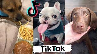 Funny DOGS That Will Melt Your Heart | Funny DOGS Videos