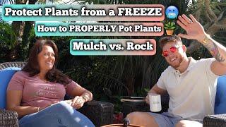 How I Protect Plants from a FREEZE, PROPERLY Pot Your Plants, and Mulch vs. Rock: Gardening Q&A