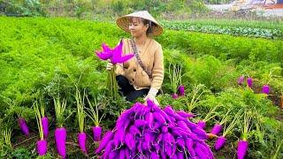 Harvesting Many Carrots Goes to market sell - Rural farm | New Free Bushcraft