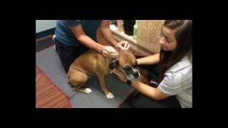 Bulldozer Health Network Highlight: Family Pets Veterinary Care