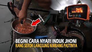 UMPAN AMIS COLOK SEGERAN BRAJAMUSTI  INDUK LANGSUNG MINTA DI POSYANDU JHON!!! 