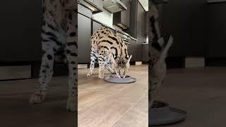 Chloe the serval gets dinner!