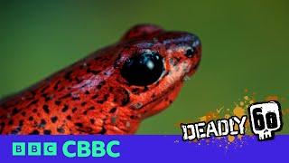 Poison Dart Frog Deadly Facts ️ | Deadly 60 | CBBC