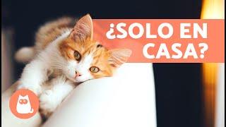 ¿Cuántos DÍAS puede estar un GATO SOLO en CASA? 