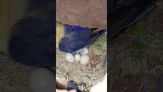 Love bird pair with new born baby