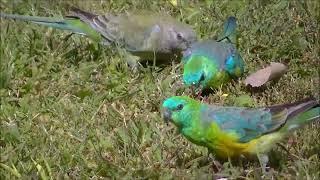 Red-rumped parrots foraging for food 20240323