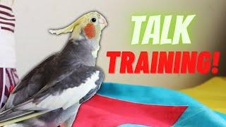 Unlocking the Secrets of Teaching Your Cockatiel to Speak!