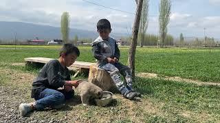 BÜTÜN KÖPEKLERİ GÖTÜRÜNCE OLAY ÇIKTI - CESUR SAHİPSİZ  YAVRUYA SÜT VERİYOR