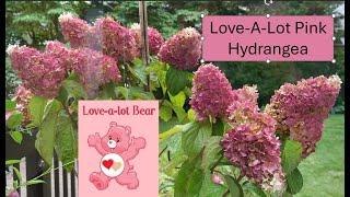 Love-A-Lot Pink Hydrangea in Standard Form