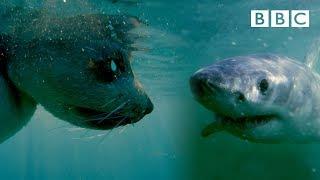 Seal vs Shark vs Robot Seal | Spy in the Wild - BBC