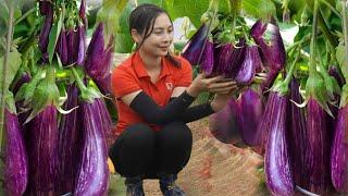 Harvest round eggplant & Vegetables shrinkage Goes to market sell - Animal care in farm