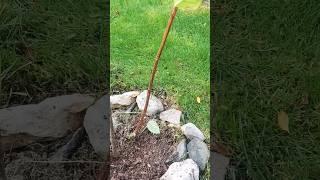 Как из одной веточки метельчатой #гортензии сформировать целое дерево