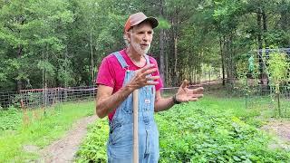 How to Grow LOTS of PEANUTS! Bonus: How to Can Boiled Peanuts