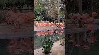 Caribbean Flamingo #fortworthzoo