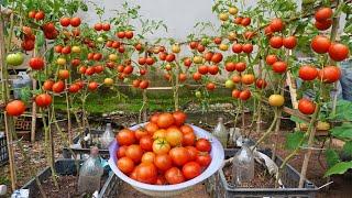 Tomato growing method for beginners, extremely fruitful and juicy