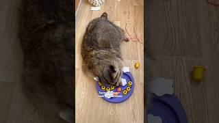ЕНОТ ТЁМА РАСПАКОВЫВАЕТ ПОДАРКИ НА ДЕНЬ РОЖДЕНИЯ:день 3/TEMA'S RACCOON UNPACKS BIRTHDAY GIFTS:day 3