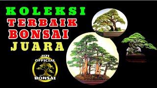 KOLEKSI TERBAIK BONSAI JUARA || IDE BONSAI