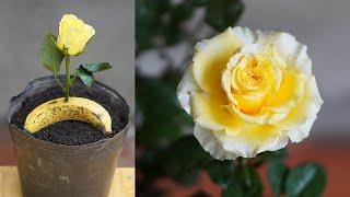 Discover Effective Rose Breeding Methods