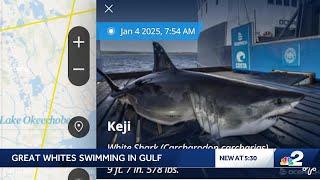 Great white sharks Keji and Crystal pass Southwest Florida’s Gulf Coast