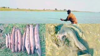 best Hook fishing video | fishing tips and tricks | snake head fish catching | fish hunter anwar