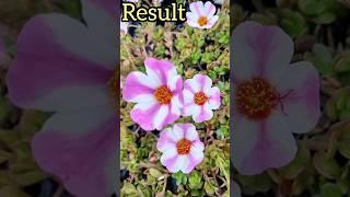 grafting of portulaca 100% real | #shorts #portulaca