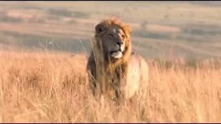 Африка! Львы большие кошки! Красивое видео!