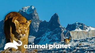 Los Andes: Uniendo dos mundos extremos | Misterios de Nuestro Planeta | Animal Planet