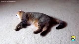 Лучшие приколы 2017. Часть 1