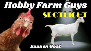 HFG Farm Animal Spotlight: Saanen Goat