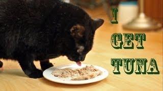 I Get Tuna (Official Music Video) - N2 the Talking Cat