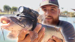 I Strapped a Camera on a Stocked Catfish! (Underwater Footage)