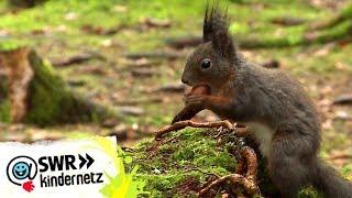 Was fressen Eichhörnchen? | OLI's Wilde Welt | SWR Kindernetz