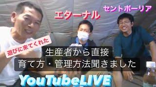 セントポーリア　福田君　エターナル　ローズなかしまさん　生産者と一緒に　岐阜農場から 　育て方　管理方法　 YouTubelive【おうちでガーデニング】開花園チャンネル