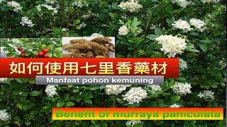 月橘（七里香 ）的功效与作用。Murraya paniculata medicinal uses. Manfaat pohon kemuning。