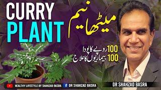 Curry plant: a cheap but effective home doctor | کڑی پتا ایک لاجواب طبی پودا