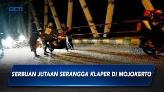 Fenomena Jutaan Serangga Serbu Jembatan di Mojokerto, Puluhan Motor Terjatuh #SeputariNewsPagi 03/03