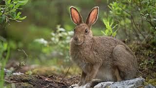 Snowshoe Hare Facts, Snowshoe Hare Appearance & Behavior, Snowshoe Hare Habitat