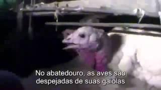 Farm to Fridge - The Truth Behind Meat Production