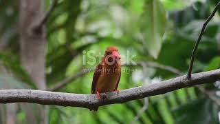 South Philippine Dwarf Kingfisher.. #nature #relaxing #wildlife #amazingfacts #explore