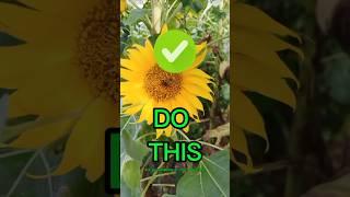 Do This To Increase Crop Production #bee #beekeeping #beekeeper #farmer #beefarming #beekeepingtips