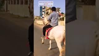 ratan ashv farm patan  rani #revalchal  harshil patel