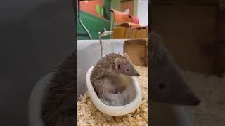 Tenrec in a Tub #tenrec #cuteanimals #cuteanimalshorts #cuteanimalvideos