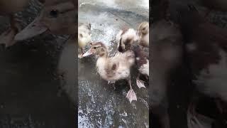 Duckings