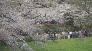 Жители Японии и туристы дождались цветения сакуры