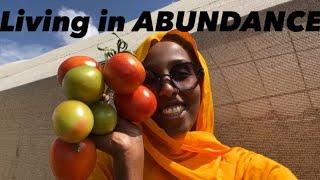 GREENHOUSE TOMATO HARVEST HARGEISA SOMALILAND 2024