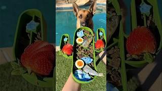 Rudy’s easy & healthy dog food  #shorts