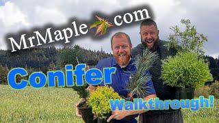 Rare Conifer Greenhouse Walkthrough | Matt and Tim | MrMaple Nursery Tour